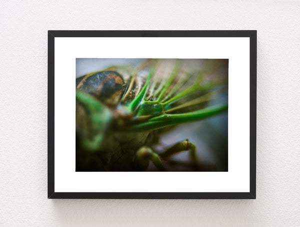 Cicada Closeup II Insect Macro Photo Print - Photography