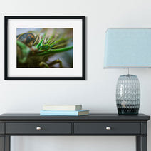Cicada Closeup II Insect Macro Photo Print - Photography