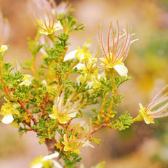 Cliffrose Flowers II Photo Print Grand Canyon Arizona -