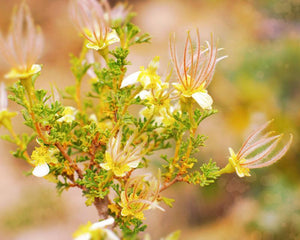 Cliffrose Flowers II Photo Print Grand Canyon Arizona -