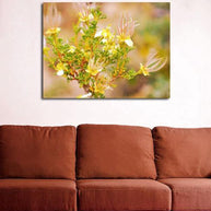 Cliffrose Flowers II Photo Print Grand Canyon Arizona -