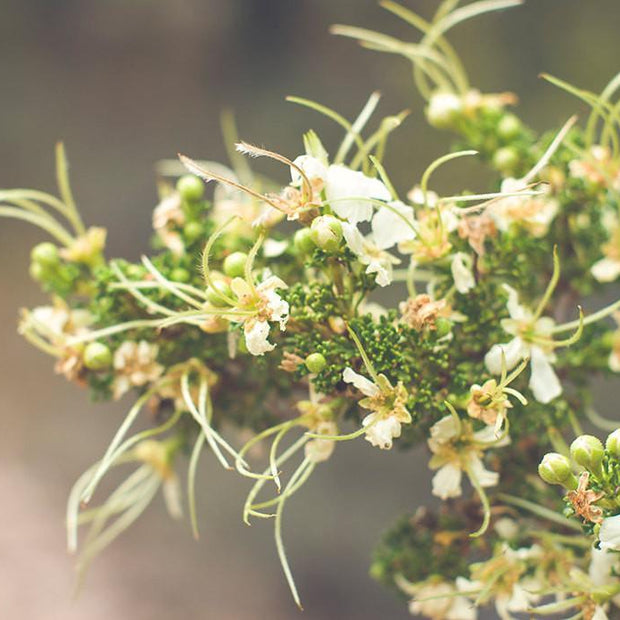 Cliffrose Flowers Photo Print Purshia Mexicana Kaibab