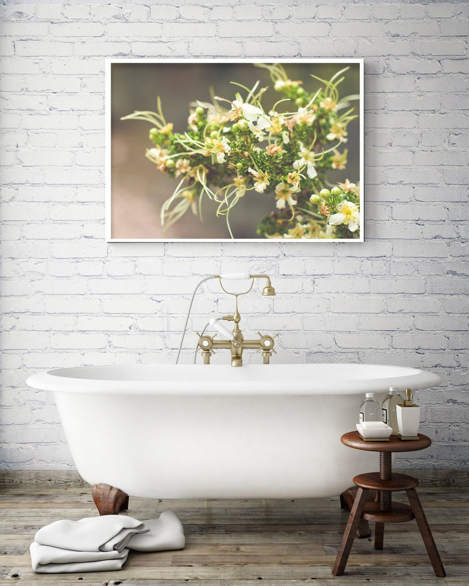 Cliffrose Flowers Photo Print Purshia Mexicana Kaibab