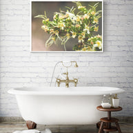 Cliffrose Flowers Photo Print Purshia Mexicana Kaibab