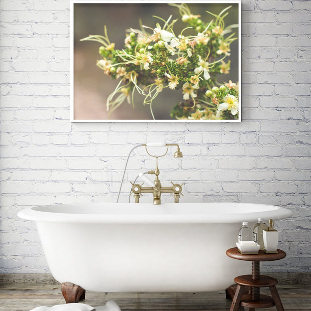 Cliffrose Flowers Photo Print Purshia Mexicana Kaibab