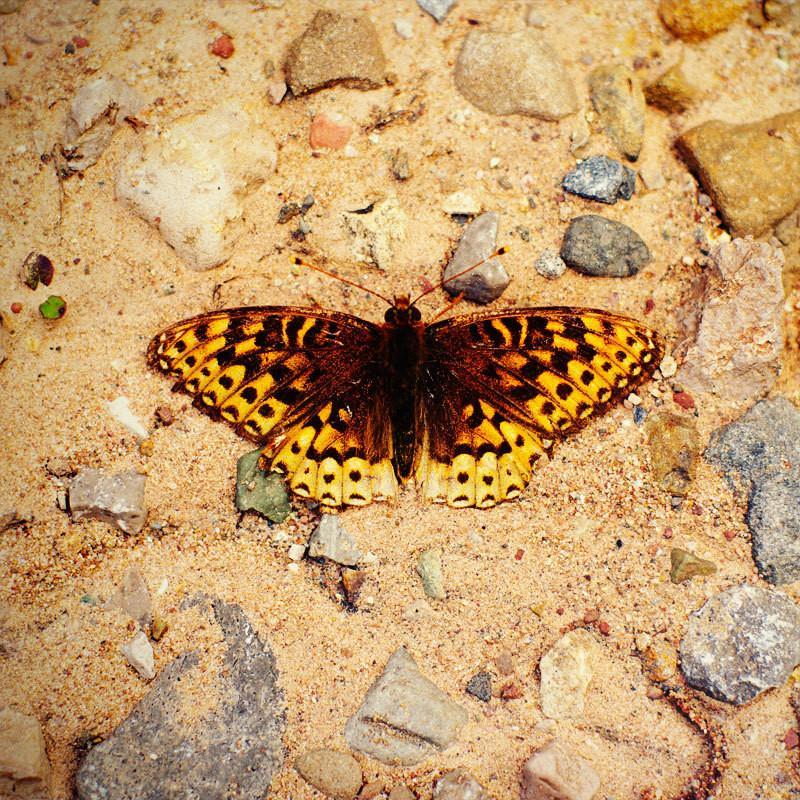Colorado Butterfly in Riverbed, Fine Art Print Lost Kat Photography