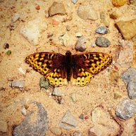 Colorado Butterfly in Riverbed, Fine Art Print Lost Kat Photography