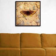 Colorado Butterfly in Riverbed, Fine Art Print Lost Kat Photography