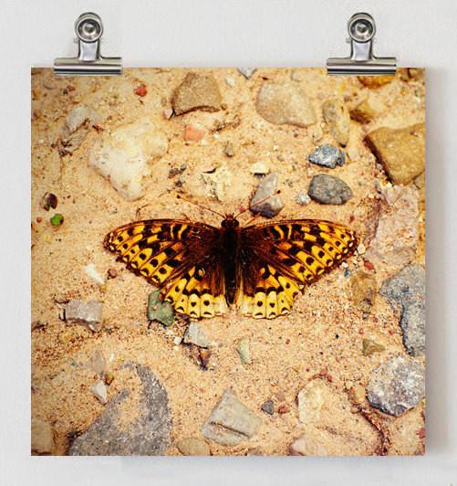 Colorado Butterfly in Riverbed, Fine Art Print Lost Kat Photography