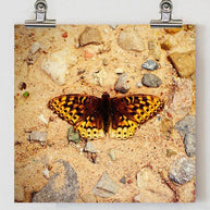 Colorado Butterfly in Riverbed, Fine Art Print Lost Kat Photography