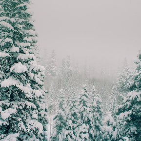 Colorado Snow Storm Nature - Photography