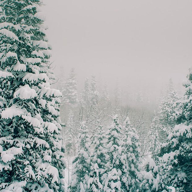 Colorado Snow Storm Nature - Photography
