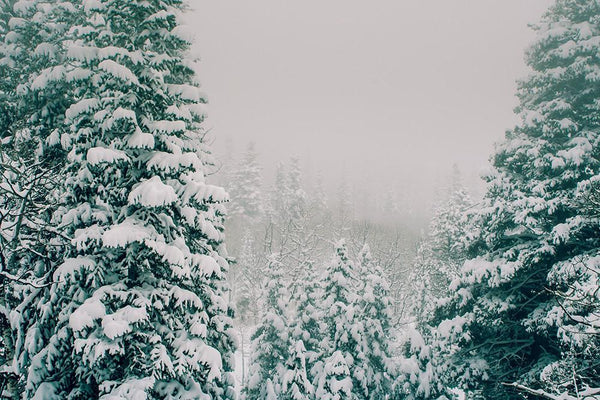 Colorado Snow Storm Nature - Photography