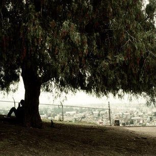 Copal-xocotl Tree, Mexico Photography Print Lost Kat Photography