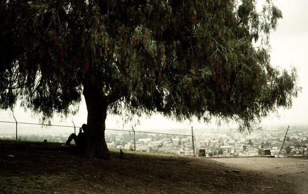 Copal-xocotl Tree, Mexico Photography Print Lost Kat Photography