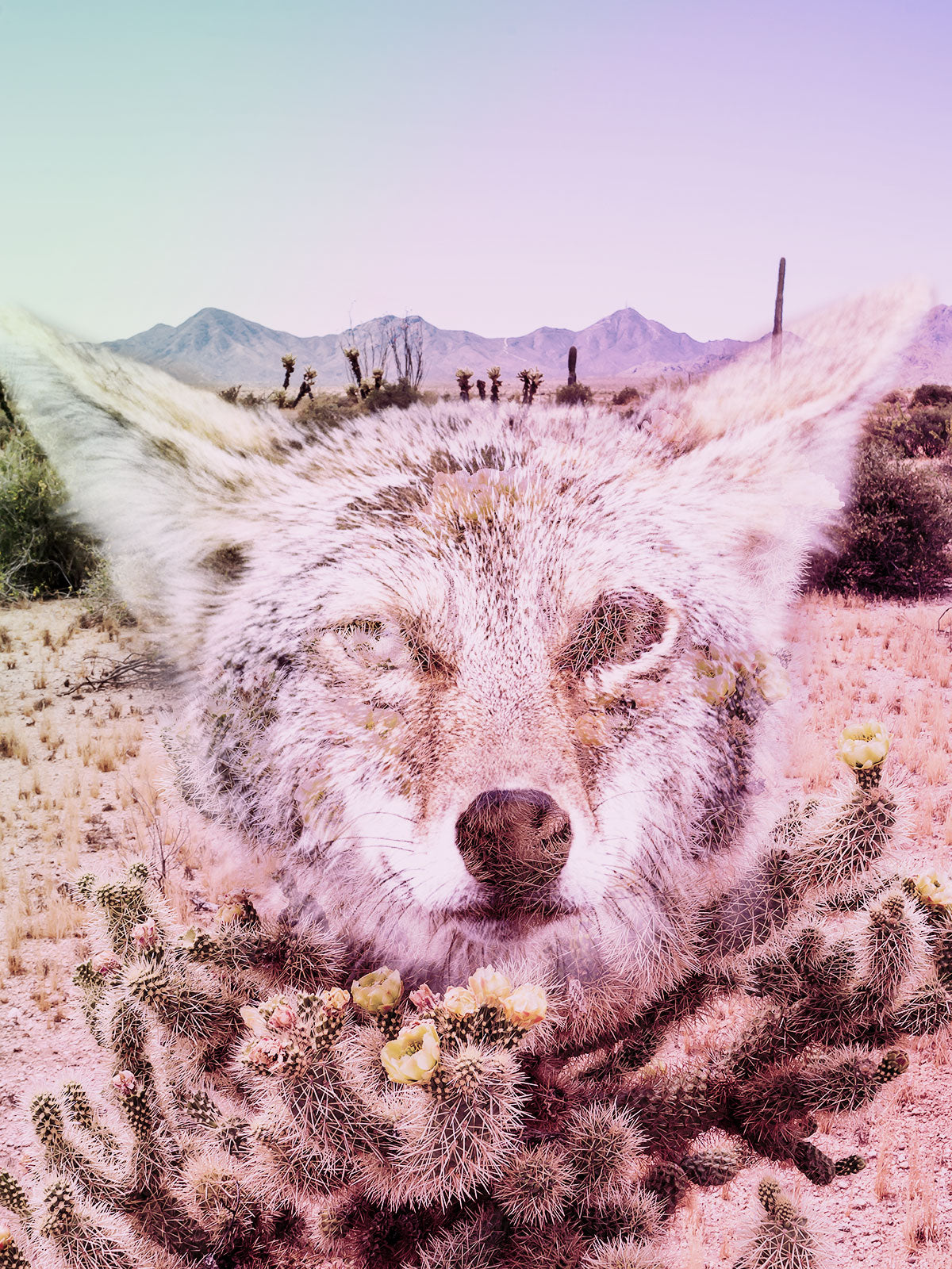 Keep the Desert Wild Photo Collage Wall Art Print -