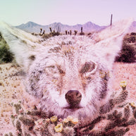 Keep the Desert Wild Photo Collage Wall Art Print -