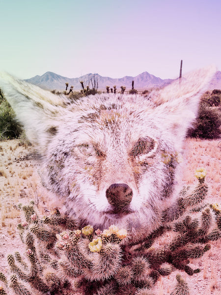 Keep the Desert Wild Photo Collage Wall Art Print -