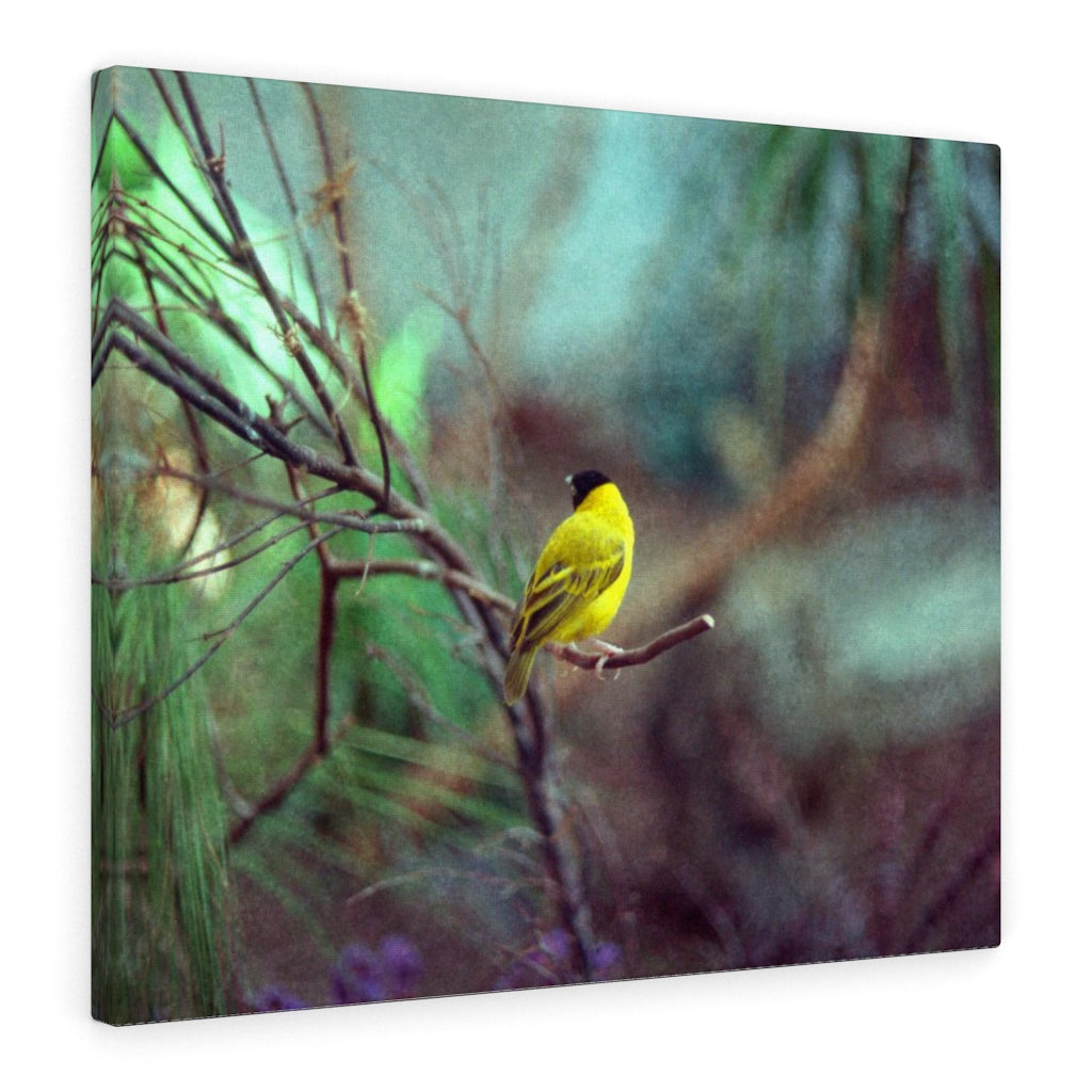 Yellow Bird Canvas Gallery Wraps Colorful Film Photography -