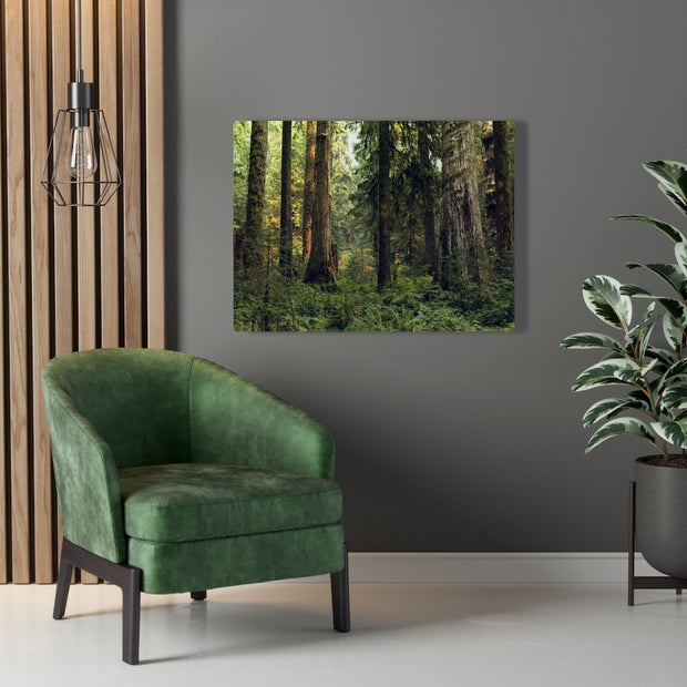 Olympic National Forest Scene Canvas Gallery Wrap - Hoh Rainforest