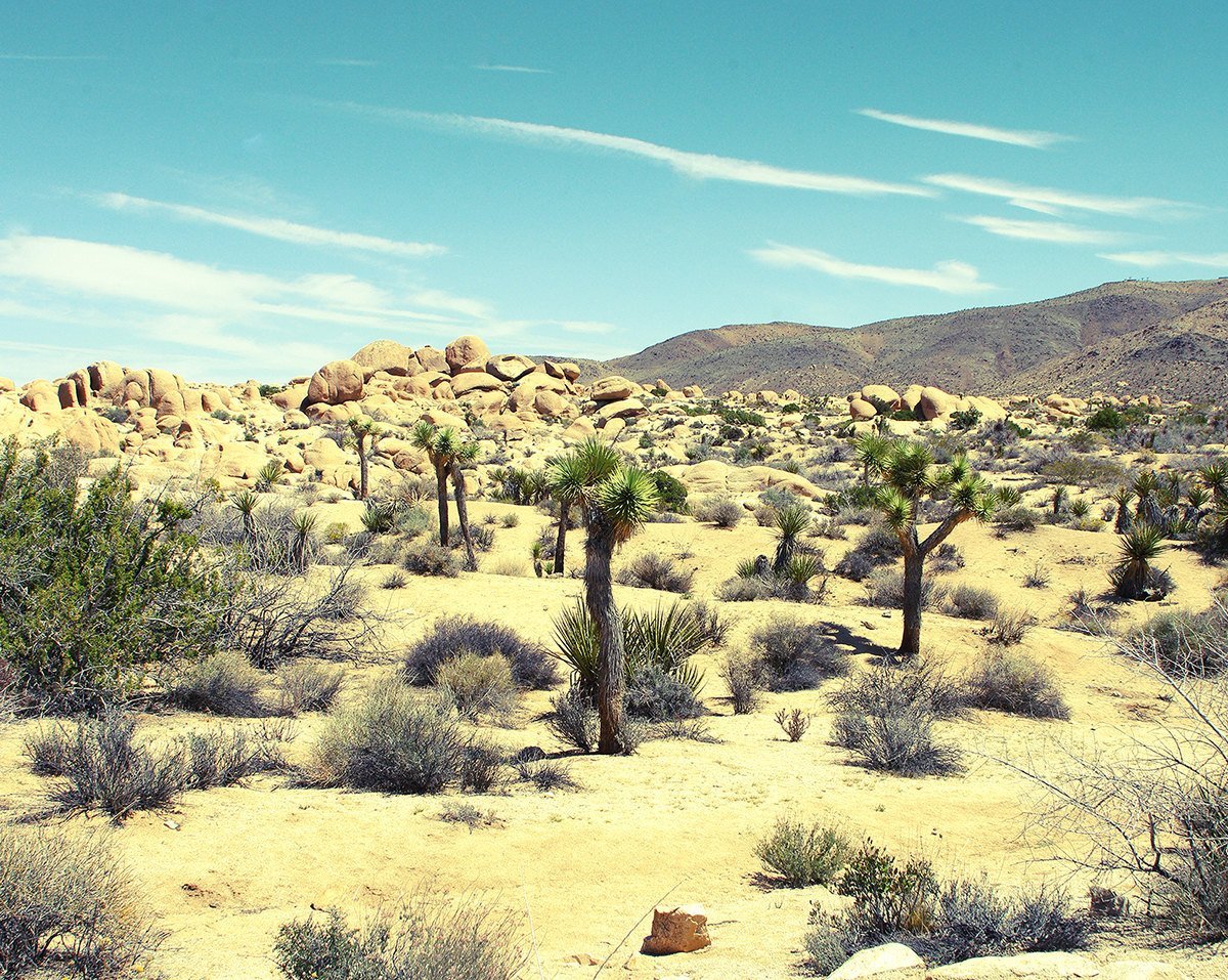 Desert Decadence, Joshua Tree Lost Kat Photography