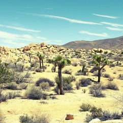 Desert Decadence, Joshua Tree Lost Kat Photography