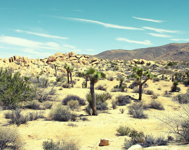 Desert Decadence, Joshua Tree Lost Kat Photography