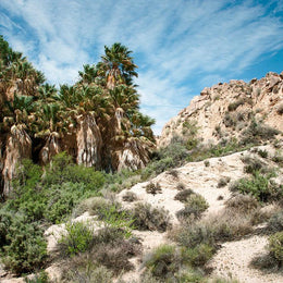 Desert Oasis, Joshua Tree, California Lost Kat Photography