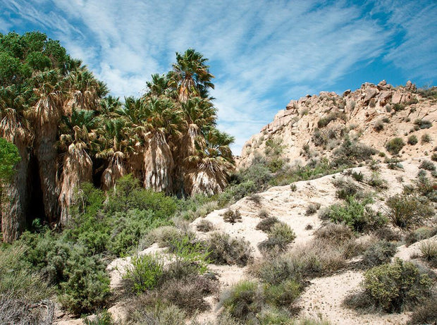 Desert Oasis, Joshua Tree, California Lost Kat Photography