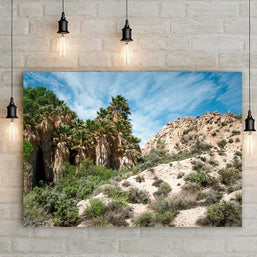 Desert Oasis, Joshua Tree, California Lost Kat Photography