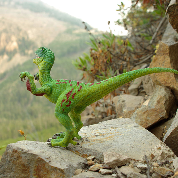 Velociraptor Dinosaur Photo Art Print Fun Photography Decor