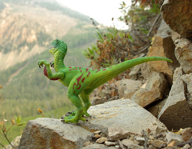Velociraptor Dinosaur Photo Art Print Fun Photography Decor