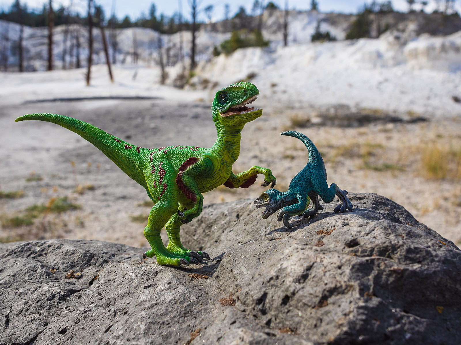 Velociraptor and Friend Photo Art Print Fun Photography