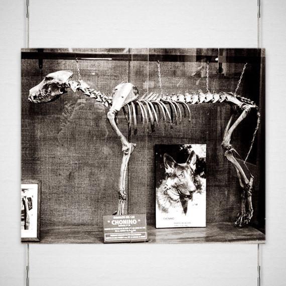 Dog Skeleton Argentina Gothic - Photography