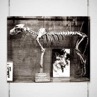 Dog Skeleton Argentina Gothic - Photography