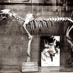 Dog Skeleton Argentina Gothic - Photography
