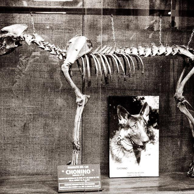 Dog Skeleton Argentina Gothic - Photography