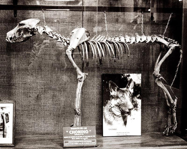 Dog Skeleton Argentina Gothic - Photography