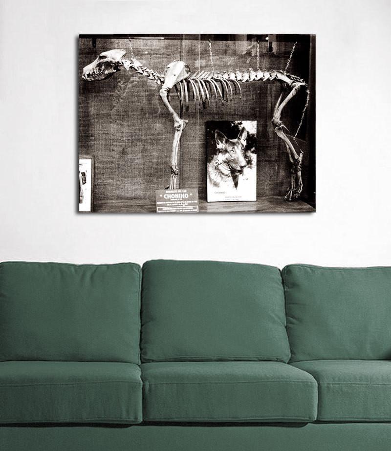 Dog Skeleton Argentina Gothic - Photography