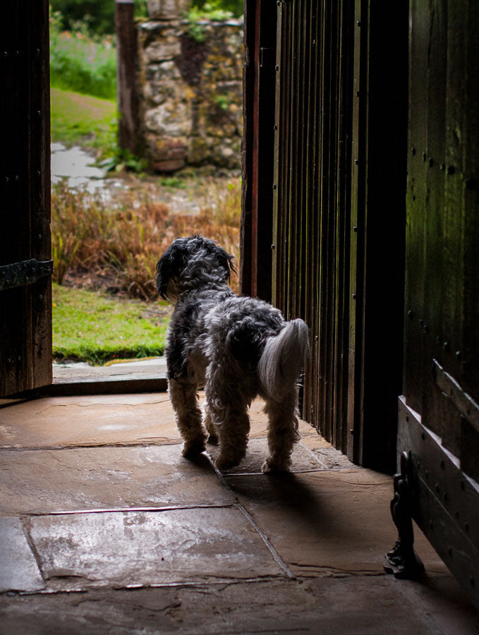 Dog in the Garden Kent, UK Wall Art Print