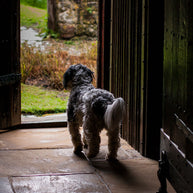 Dog in the Garden Kent, UK Wall Art Print