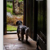 Dog in the Garden Kent, UK Wall Art Print