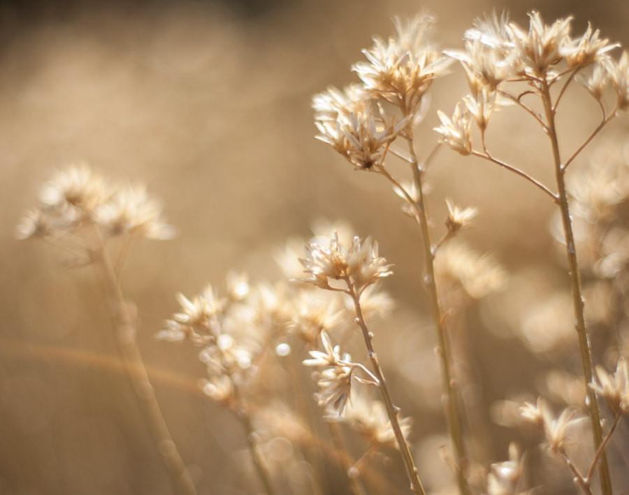 Dreams of Summer, Botanical Photography Lost Kat Photography