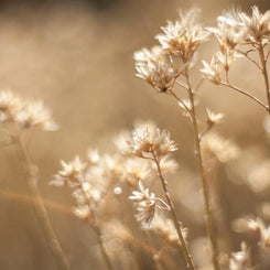 Dreams of Summer, Botanical Photography Lost Kat Photography
