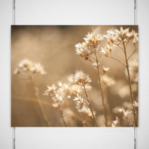 Dreams of Summer, Botanical Photography Lost Kat Photography