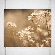 Dreams of Summer, Botanical Photography Lost Kat Photography