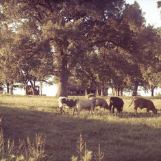 Dreamy Kentucky Farm Rustic Wall Art Print - Photography