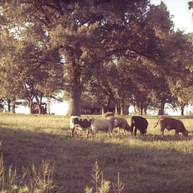 Dreamy Kentucky Farm Rustic Wall Art Print - Photography