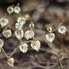 Dried Hearts, Botanical Print Lost Kat Photography