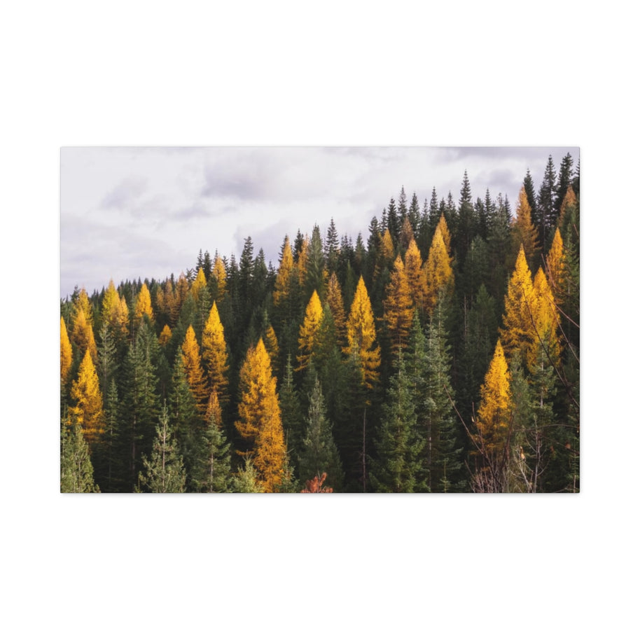 Toile mate Forêt de mélèzes en automne - Prêt à accrocher